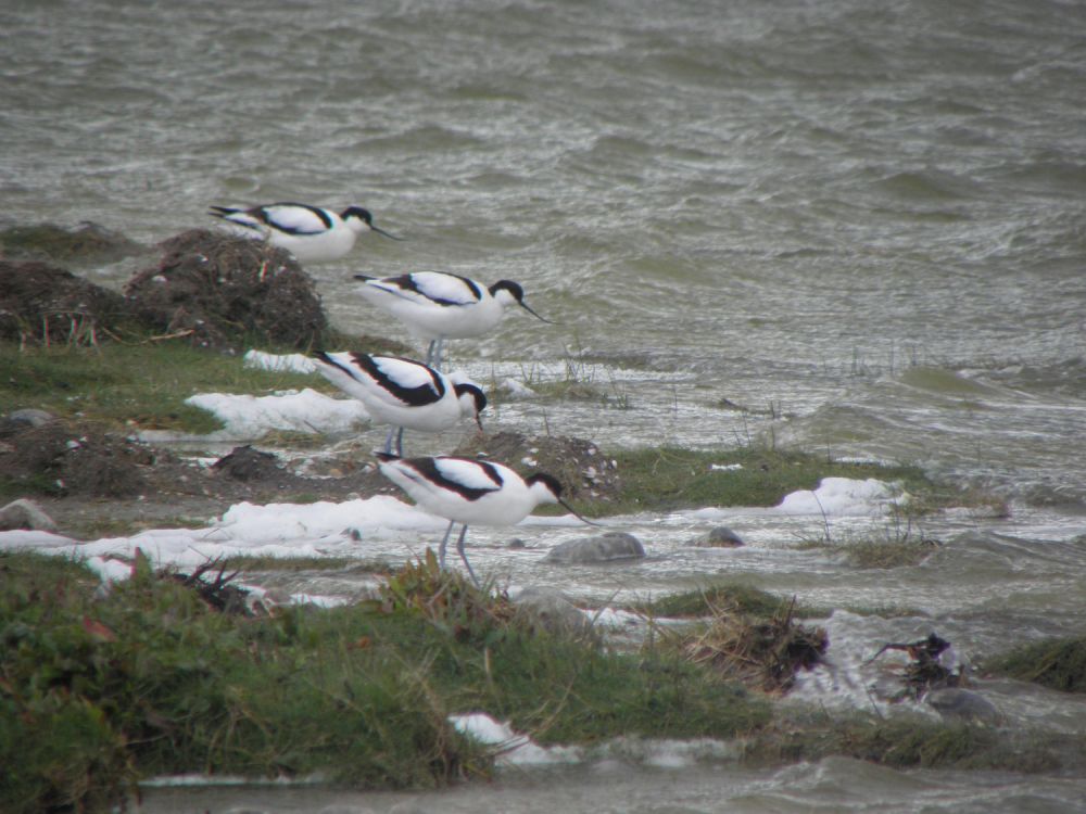 Avocettes élégantes