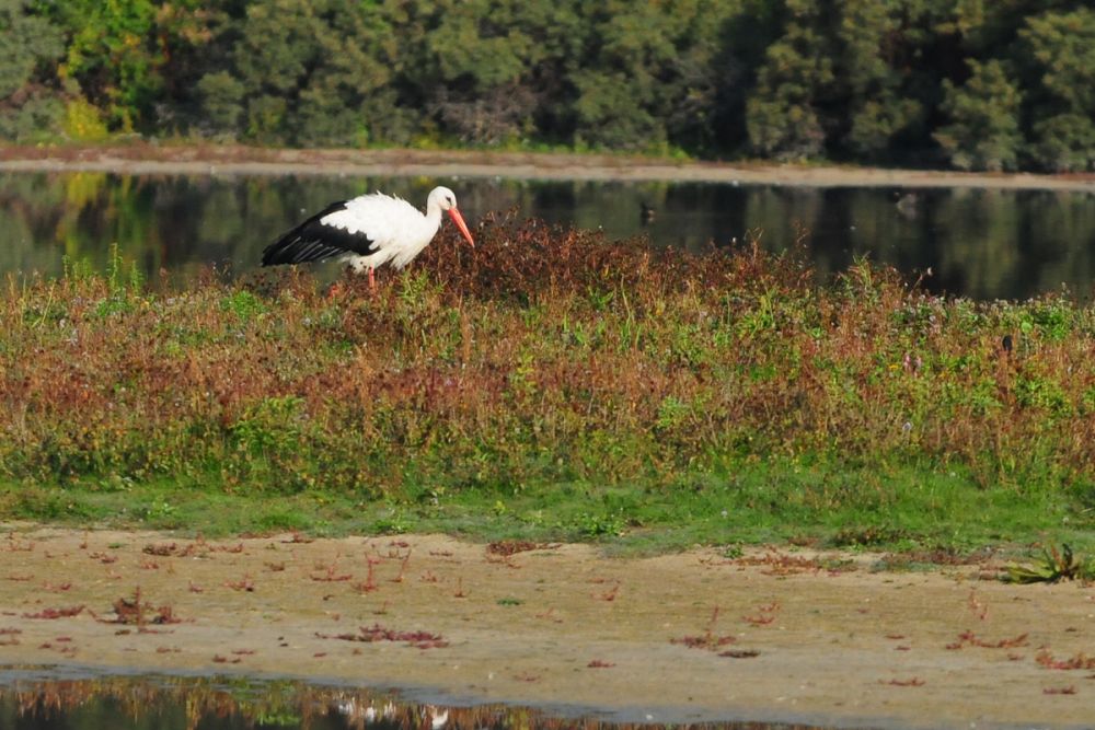 Cigogne blanche