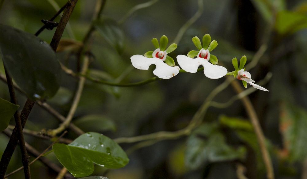 flore madagascar