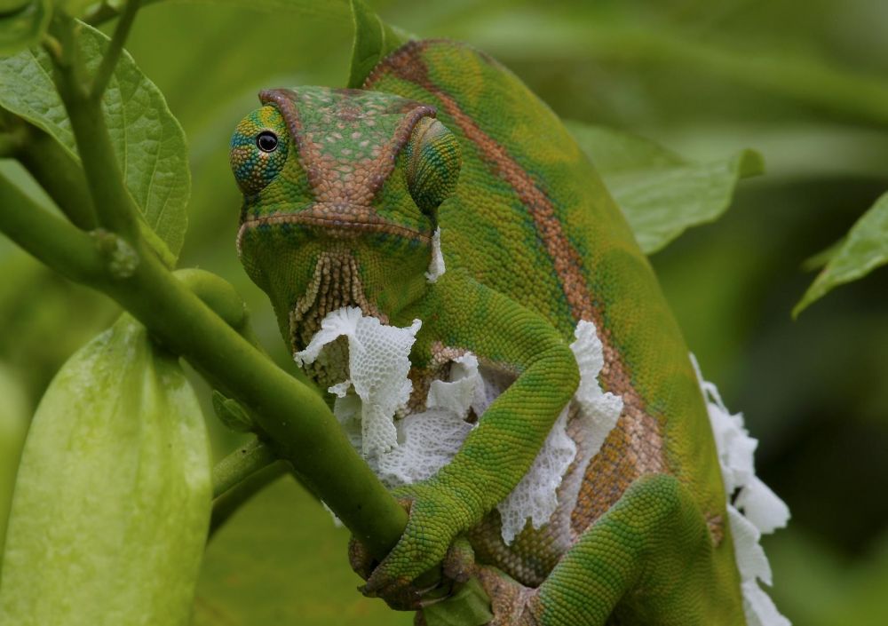 voyage nature madagascar