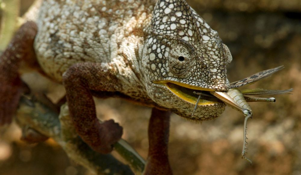 voir caméléons madagascar