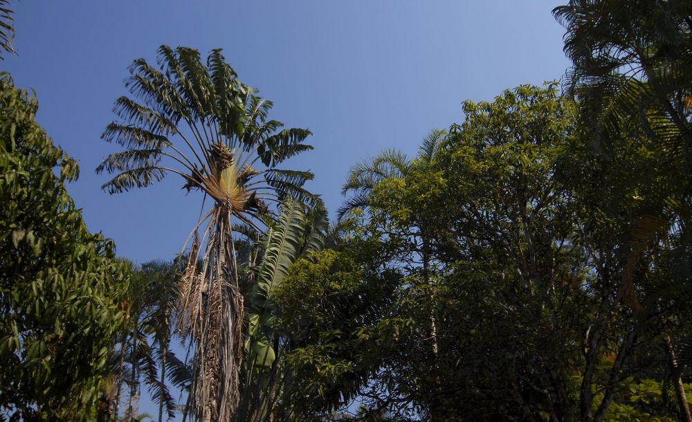 arbre-voyageur madagascar