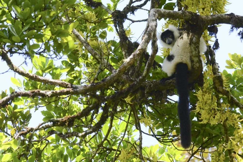 vari noir blanc madagascar