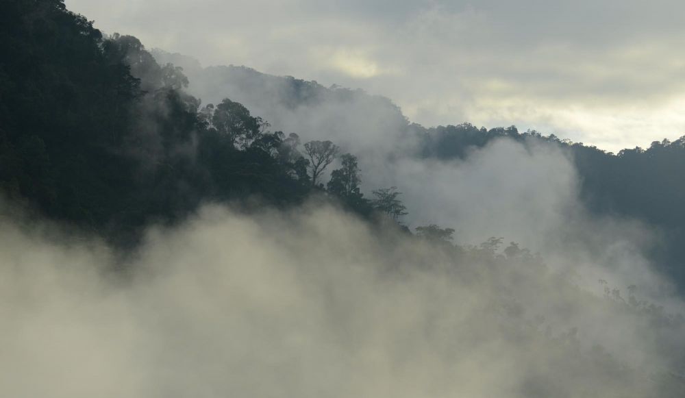 voyage foret tropicale madagascar