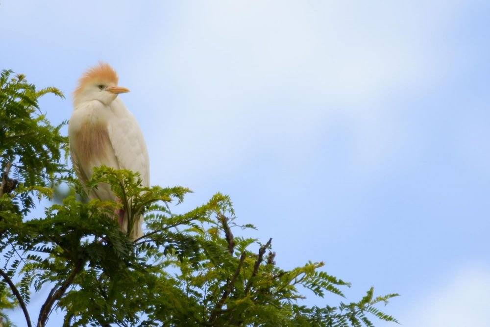 voyage observation oiseaux madagascar