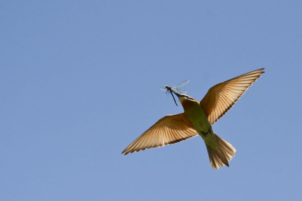 voyage photo faune madagascar