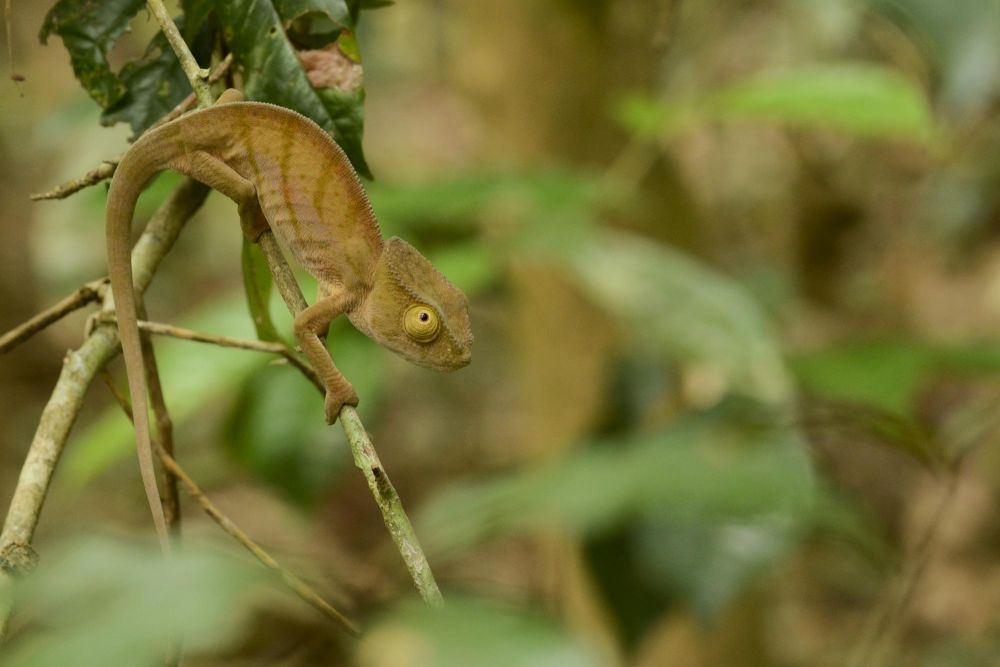 nature endemique madagascar