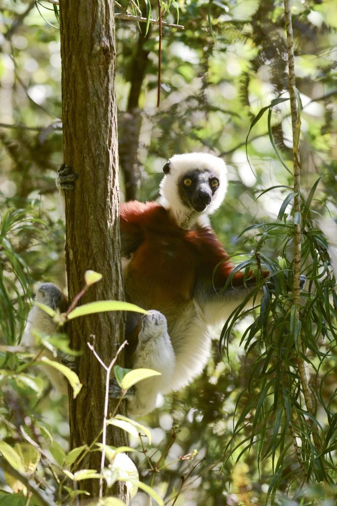 lemurien endemique madagascar