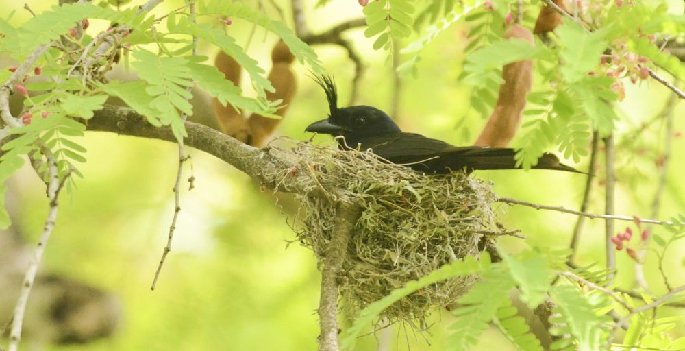 drongo madagascar