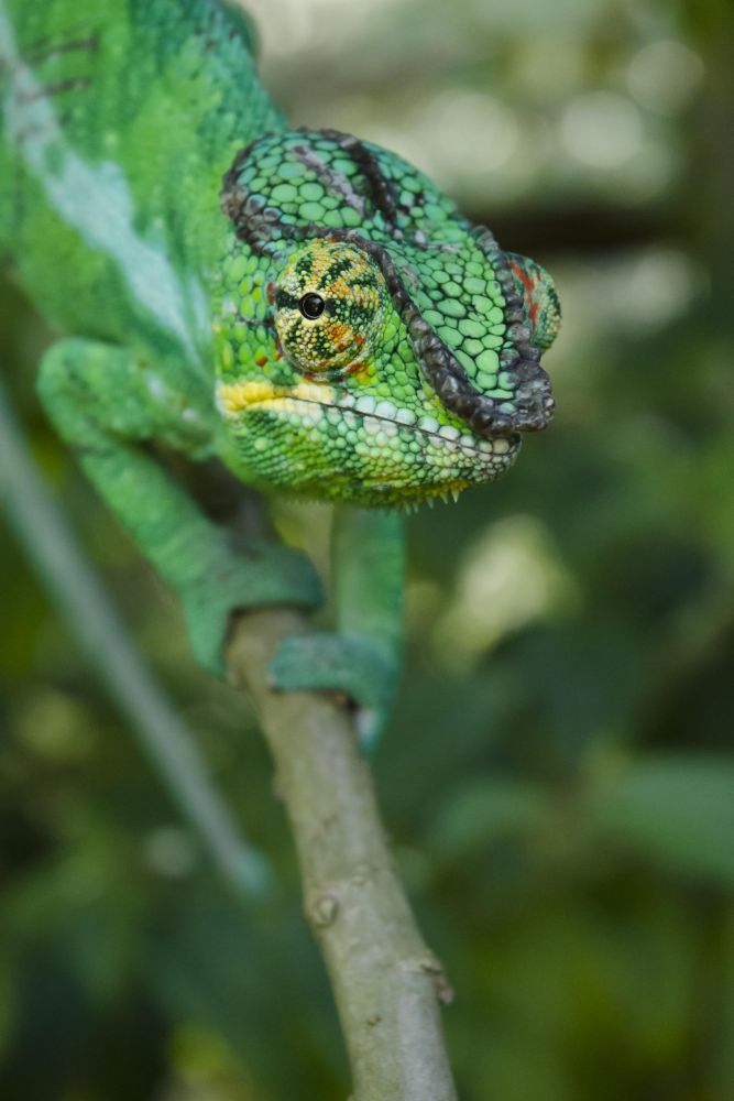 voyage cameleon madagascar