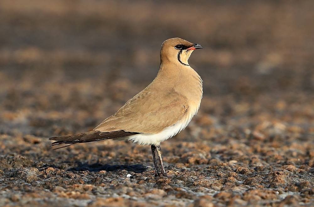 Glaréole à collier