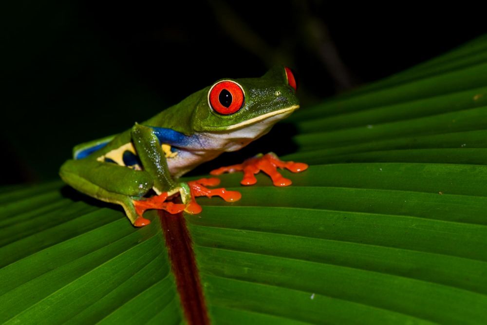 photo faune costa rica