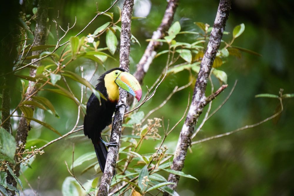 Photo voyage Costa Rica 3