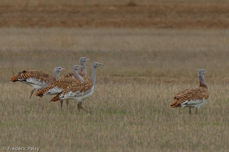 Outardes barbues