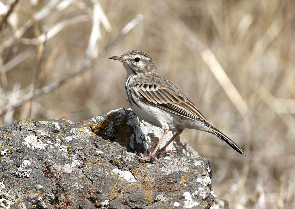 Pipit de Berthelot