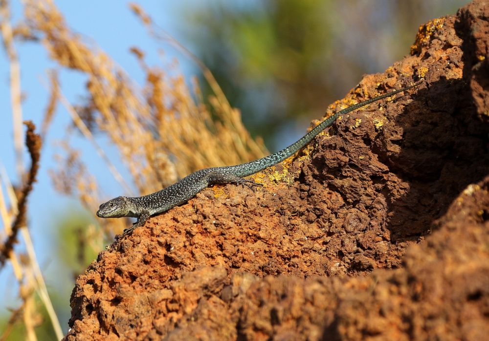 Lézard de Madère