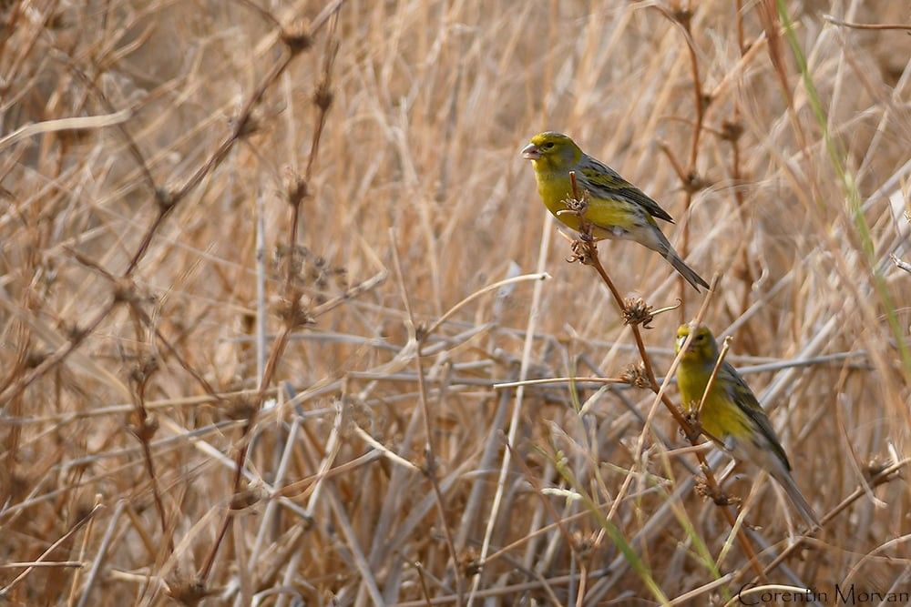 Serin des Canaries