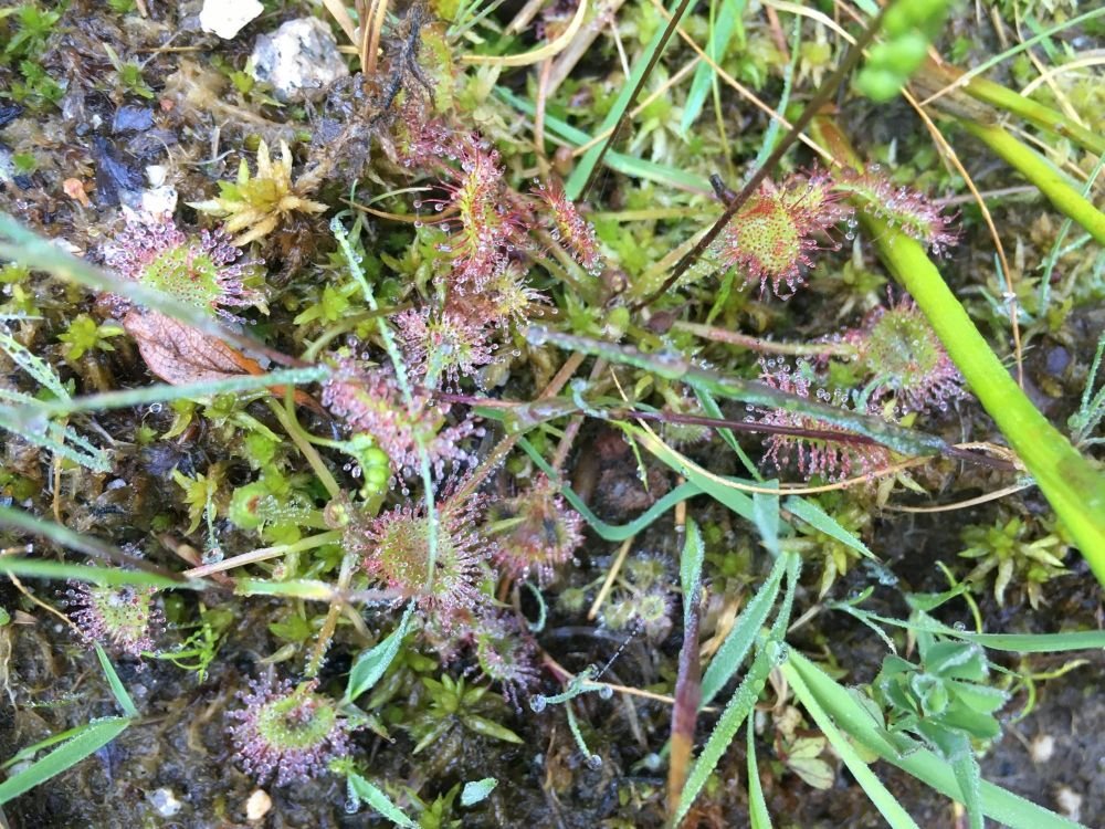 drosera, reine des tourbières