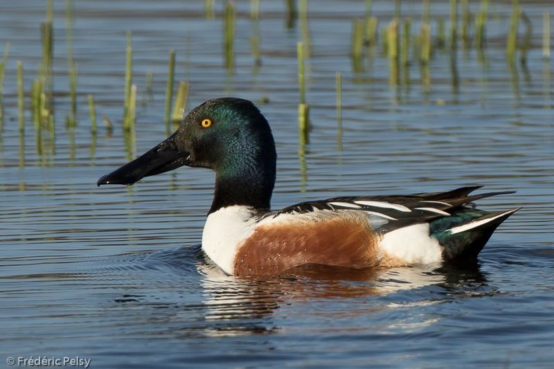 Canard souchet