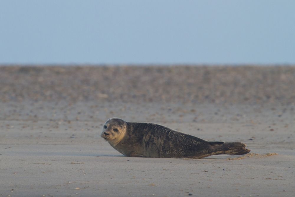 Ile Texel, Phoque veau-marin