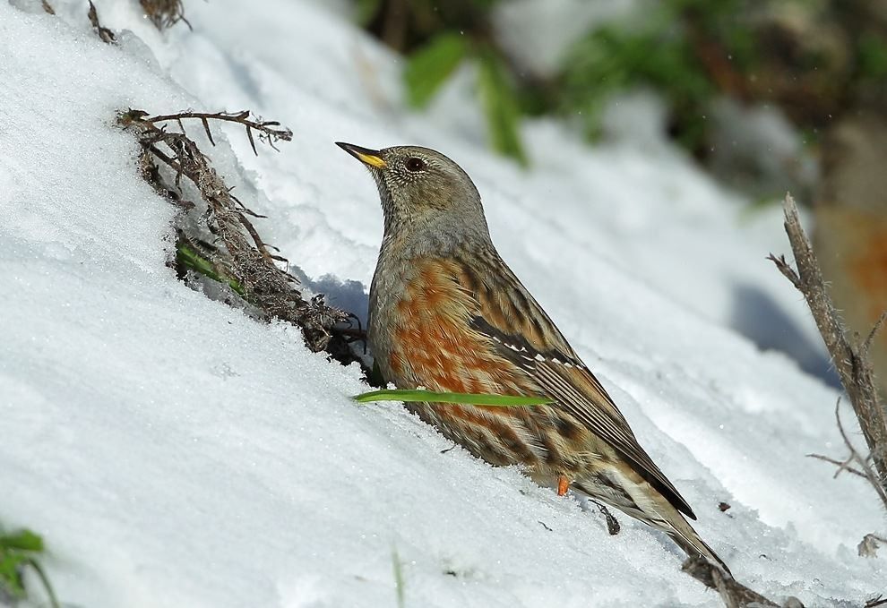 Accenteur alpin