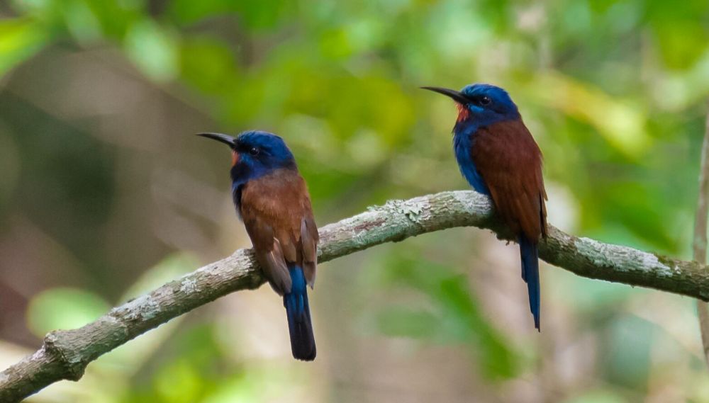 Guêpier à tête bleue