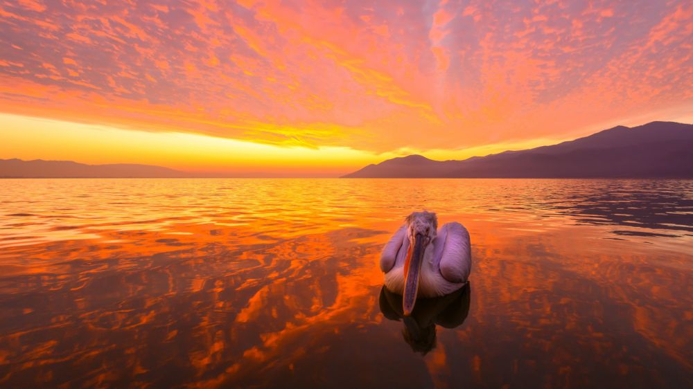 Pelican Frisé - Lac Kerkini