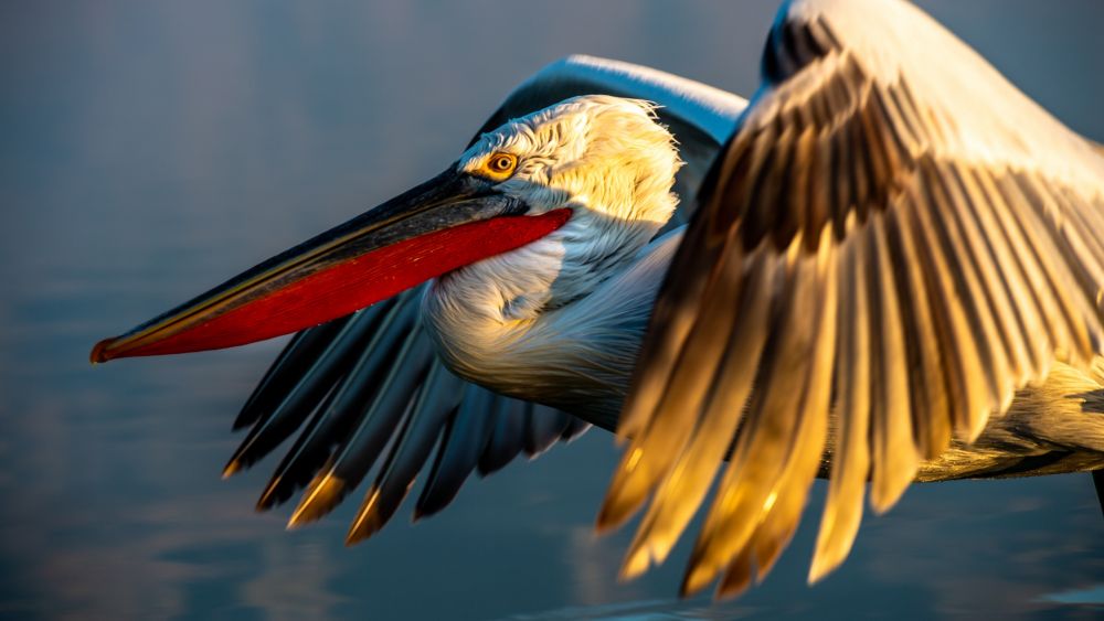 Pelican Frisé - Lac Kerkini