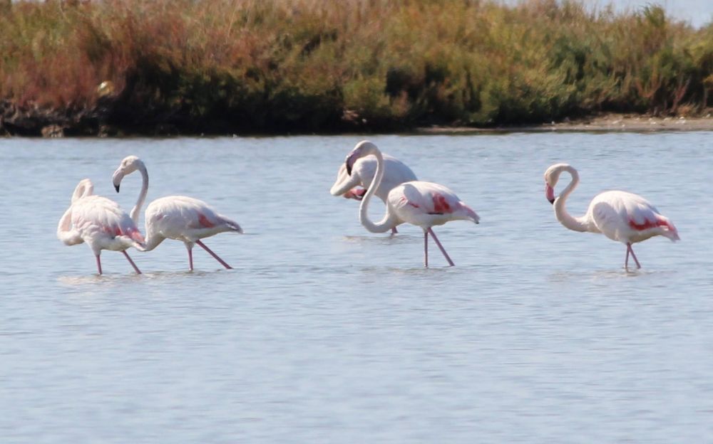 Flamands Roses