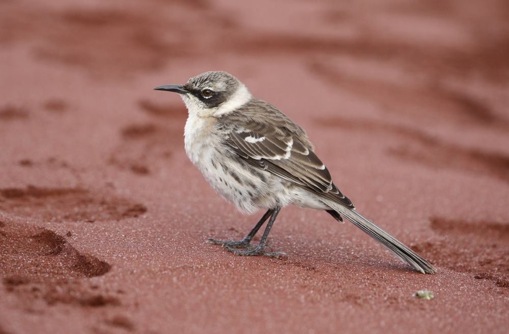 Moqueur des Galapagos