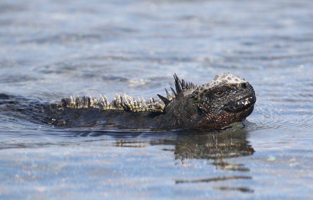 Iguane marin