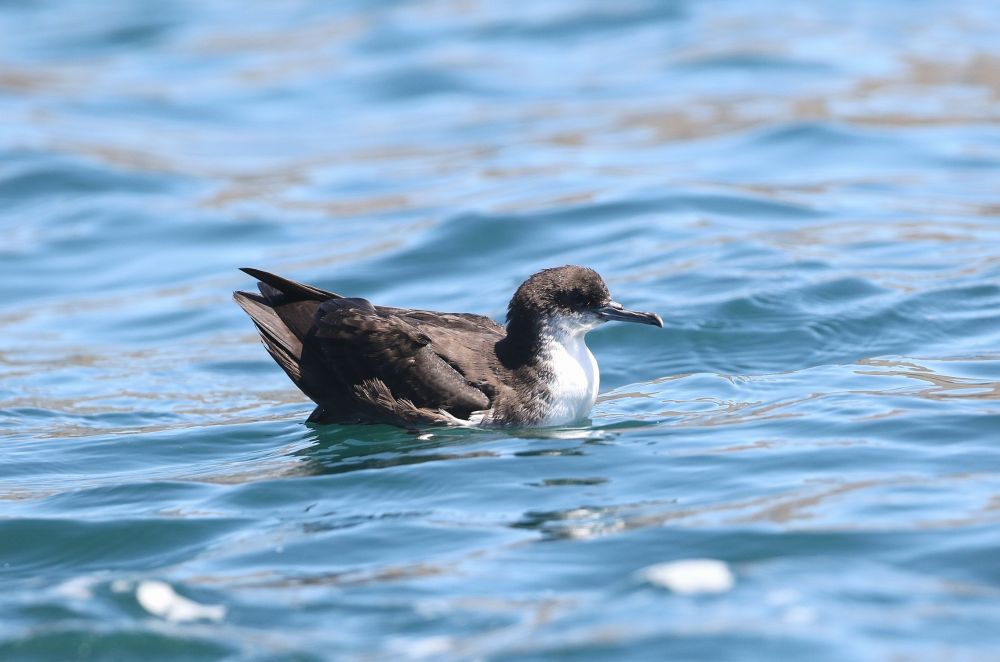 Puffin des Galapagos