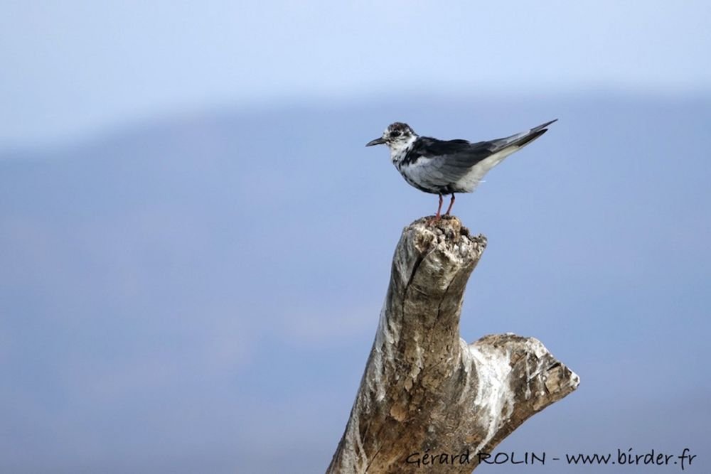 Guifette leucoptère Kenya