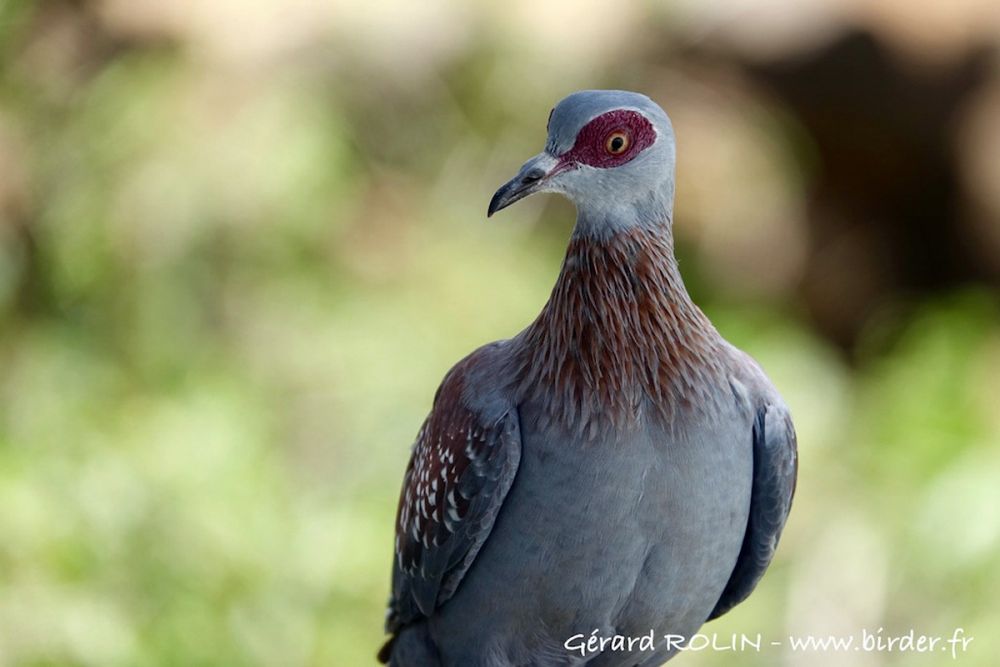 Pigeon roussard Kenya