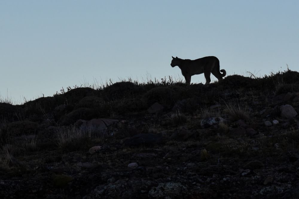 Puma, Torres del Paine