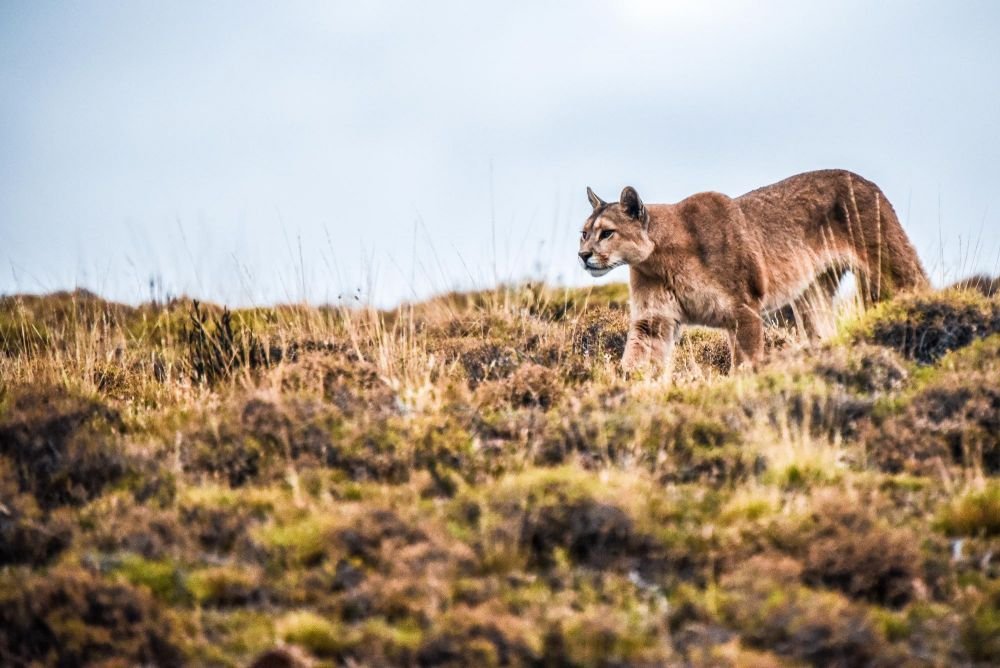 Puma, Torres del Paine