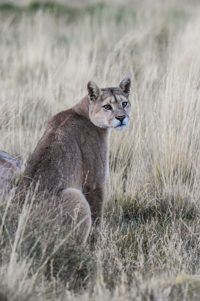 Puma, Torres del Paine