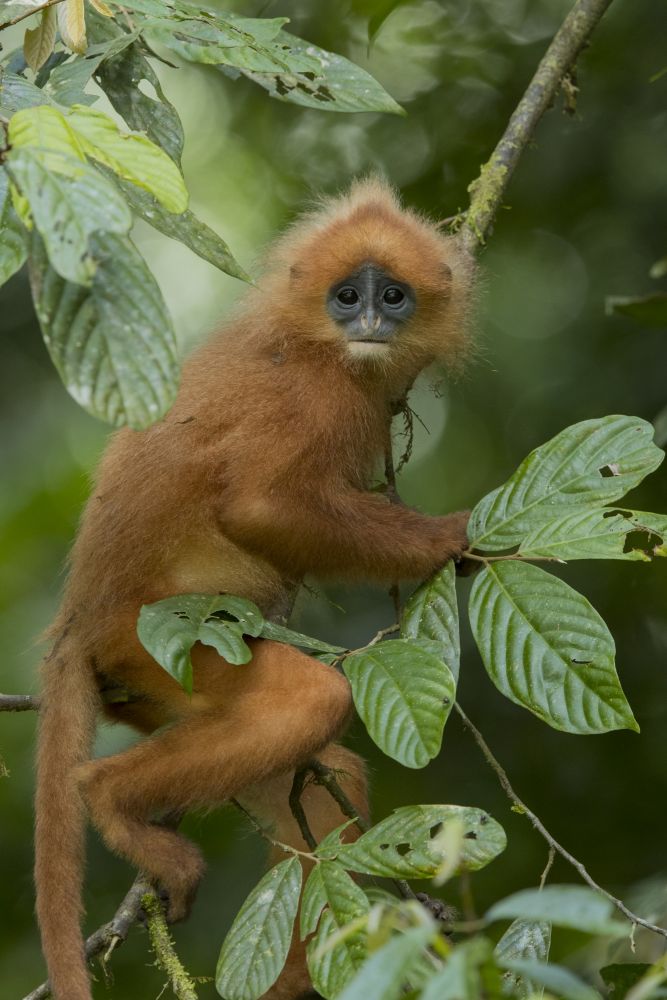 Langur rubicond