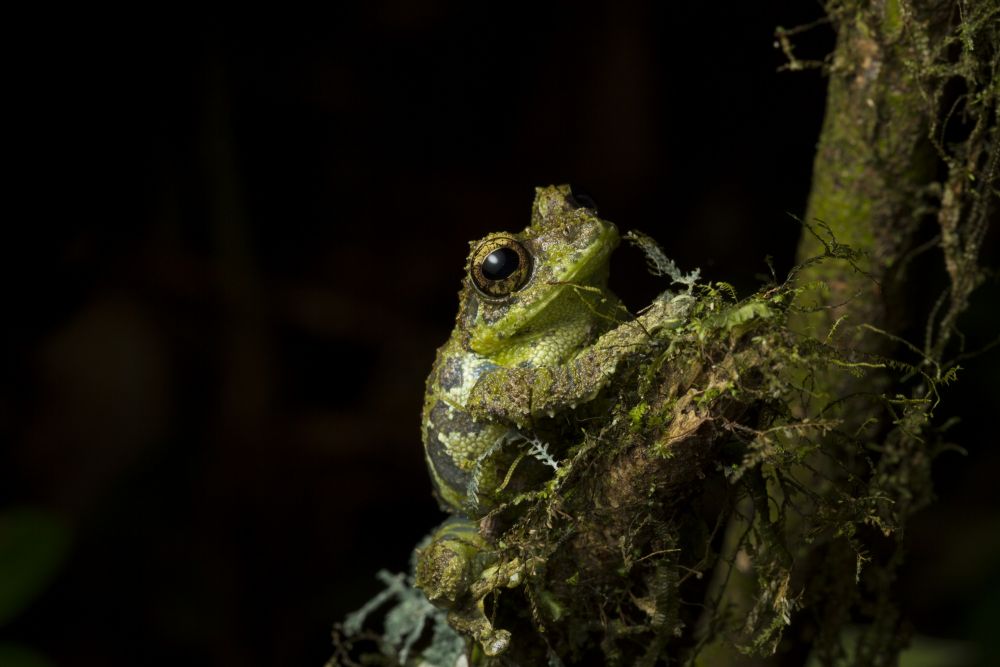 Grenouille mousse