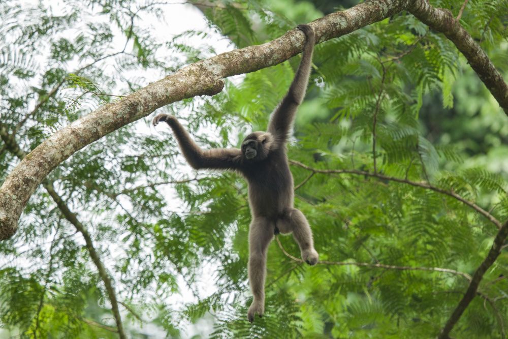 Gibbon de Geoffroy