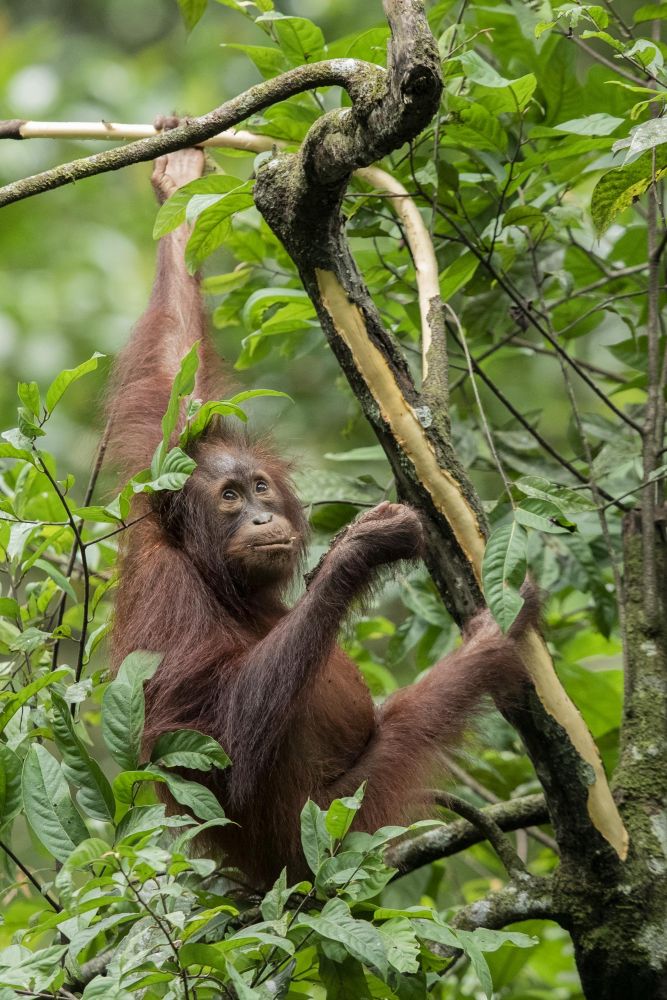 Orang-outan de Bornéo