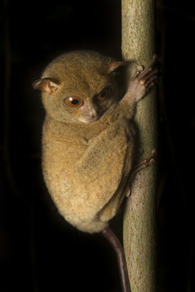 Tarsier de Horsfield