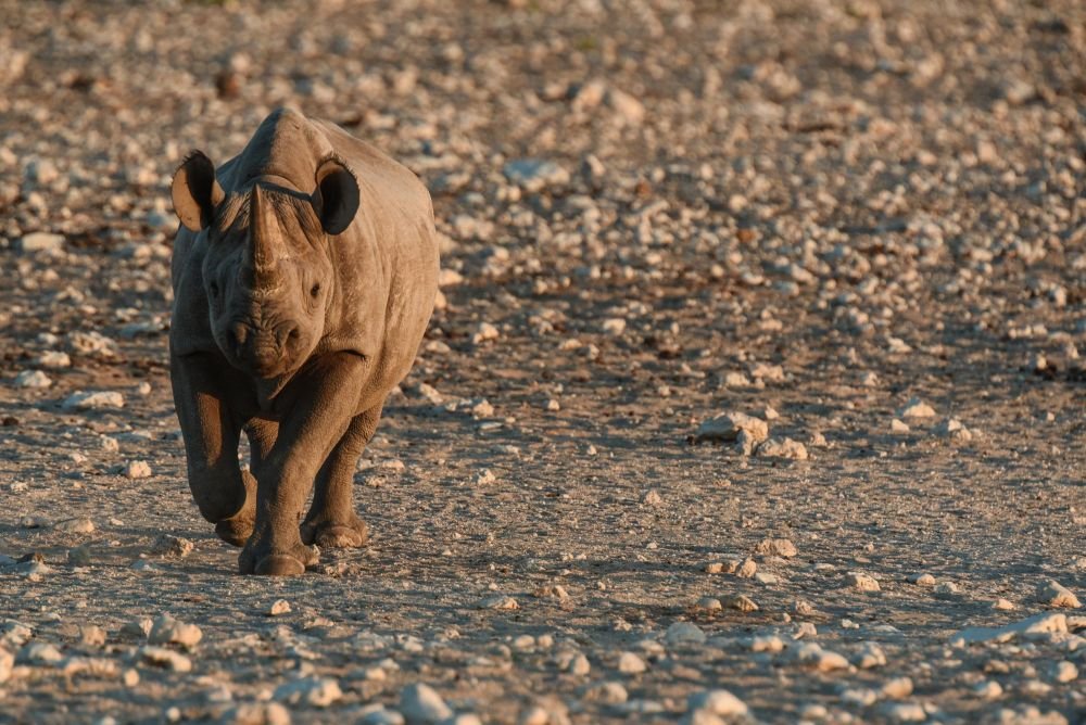 Photo voyage Namibie 1