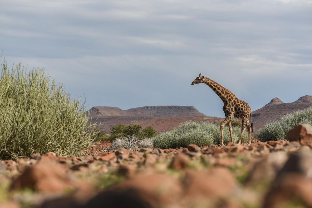 Photo voyage Namibie 19