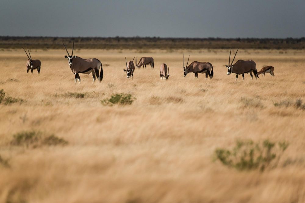 Photo voyage Namibie 25