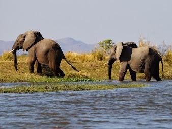 éléphants au bord du Zambèze