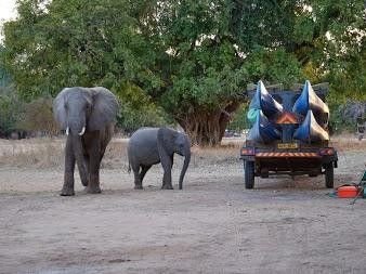 éléphanteaux près du minibus