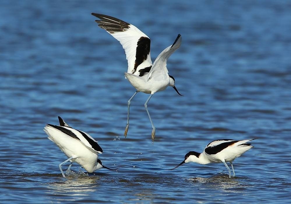 Avocette élégante