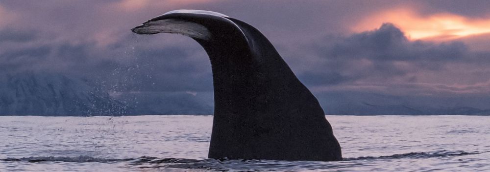 Baleine des Vesterålen