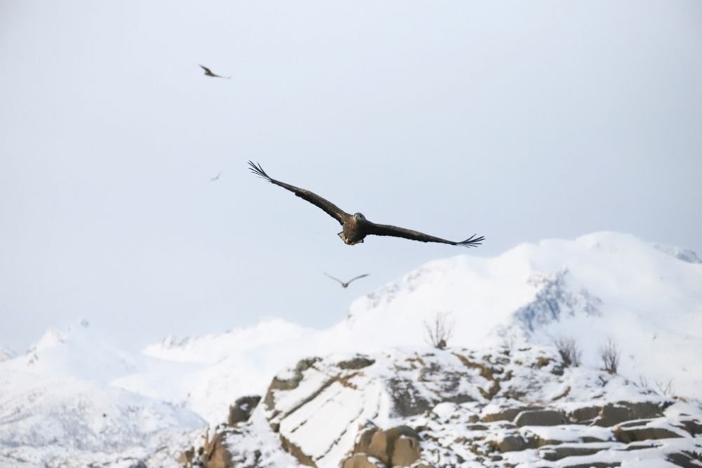 Pygargue des Lofoten